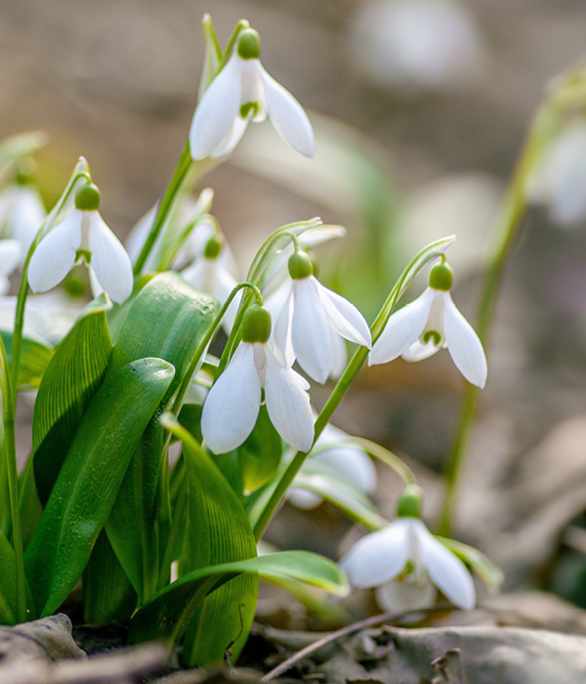 how-you-can-support-child-bereavement-uk-with-a-snowdrop-walk-at